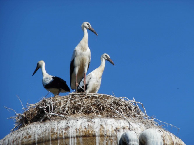 Dec 2018. Berkenhuis en Engeland 364